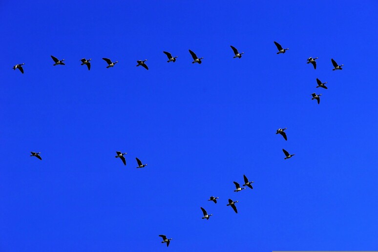 A causa del cambiamento climatico gli uccelli stanno anticipando sempre più le migrazioni primaverili ed il periodo di riproduzione, di 2-3 giorni ogni decennio a partire dal 1811 (free via pixabay) - RIPRODUZIONE RISERVATA