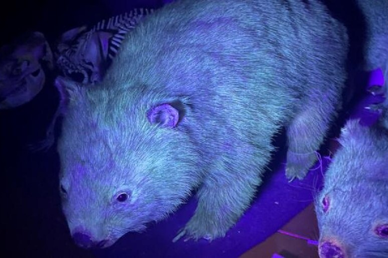 I wombat, o vombatidi, esaminati sotto la luce ultravioletta (fonte: © Western Australian Museum) - RIPRODUZIONE RISERVATA