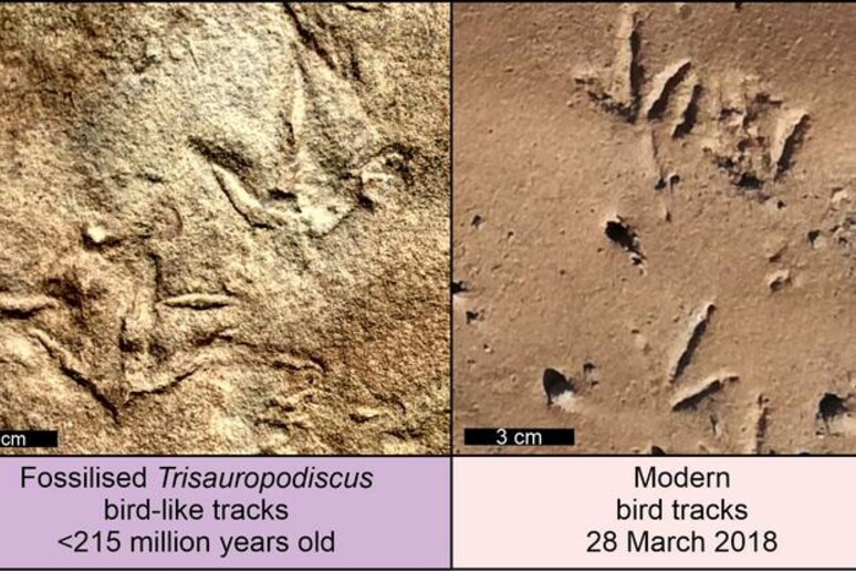 Le misteriose impronte a tre dita confrontate con quelle degli uccelli moderni (fonte: Abrahams et al., CC-BY 4.0) - RIPRODUZIONE RISERVATA
