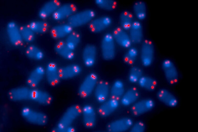 Telomeri visti al microscopio (fonte: Thomas Ried, Center for Cancer Research, National Cancer Institute) -     RIPRODUZIONE RISERVATA