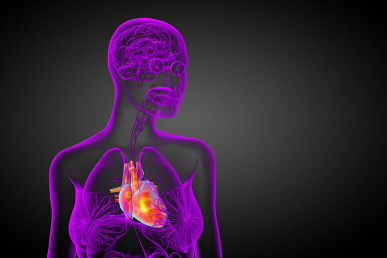 Un 'analisi del sangue indica il grado di invecchiamento degli organi, dal cuore ai polmoni (fonte: SomkiatFakmee da iStock) - RIPRODUZIONE RISERVATA