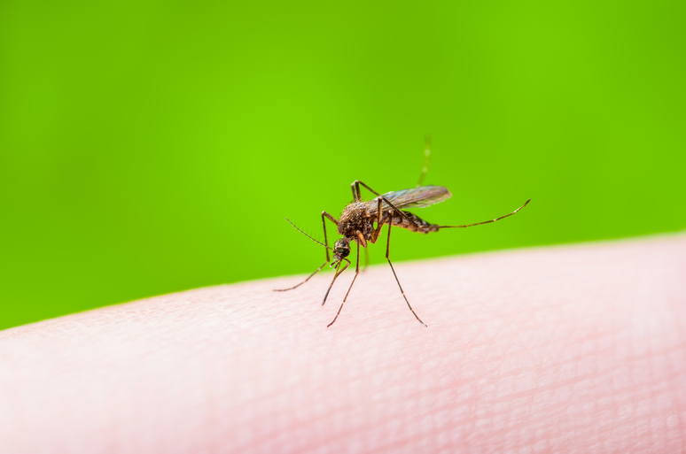 Yellow Fever, Malaria or Zika Virus Infected Mosquito Insect Macro on Green Background - RIPRODUZIONE RISERVATA