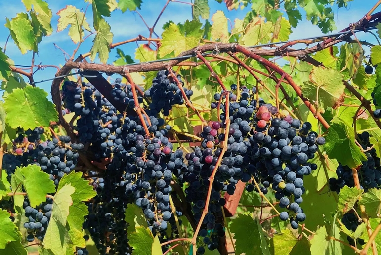 Gli ultimi 2.000 anni hanno visto un continuo scambio di geni tra le uve selvatiche europee e quelle da vino (fonte: Yongfeng Zhou) - RIPRODUZIONE RISERVATA