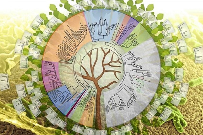Rappresentazione grafica dell 'albero della vita (fonte: N. Johnson, Pacific Northwest National Laboratory/DOE) - RIPRODUZIONE RISERVATA