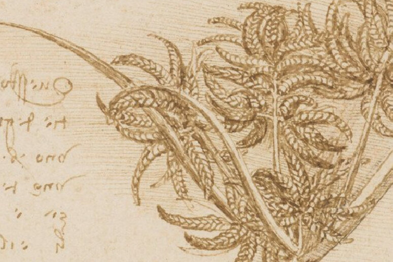 La ‘Regola degli Alberi’ di Leonardo da Vinci sostiene che lo spessore del tronco è uguale a quello della somma di tutti i rami (fonte: free via wikimedia commons) - RIPRODUZIONE RISERVATA