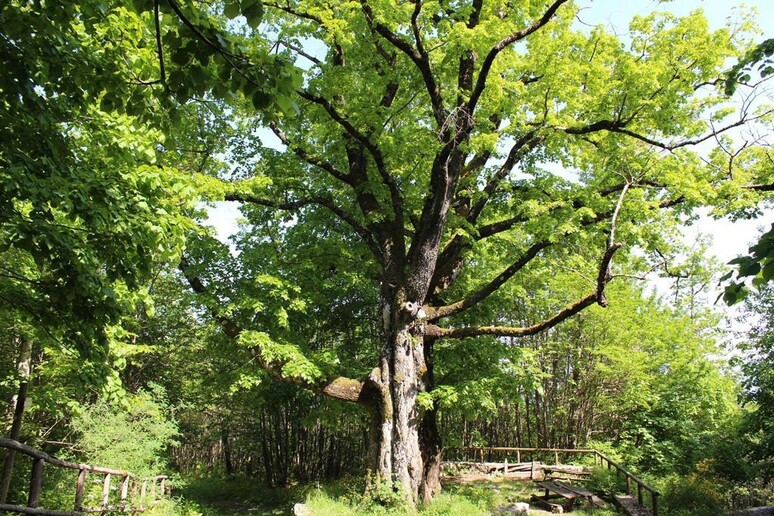 Masaf, pubblicato lElenco degli alberi monumentali 2023 - RIPRODUZIONE RISERVATA